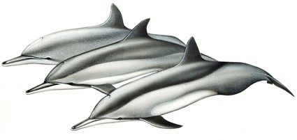 Delfín tornillo (Stenella longirostris)
